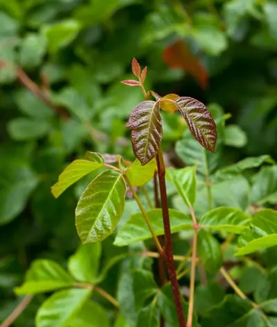 Camping Safety Tips - Check For Poison Oak, Ivy, and Poison Sumac